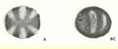 Шалфей кольчатый, или мутовчатый (Salvia verticillata L.)-пыльцевые зерна Шалфей кольчатый, или мутовчатый (Salvia verticillata L.)-пыльцевые зерна